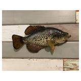 Crappie Mount