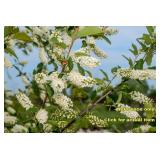 Lot of One: 3 foot Chokecherry