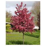 Lot of One: 2 - 2.5 foot Magenta Crabapple