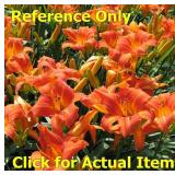 2 gallon Orange Daylily