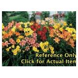 1.5 gallon Assorted Daylily