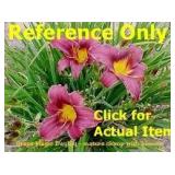 2 gallon Purple Daylily
