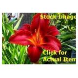 2 gallon Red Daylily