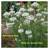 1 gallon Garlic Chives, Lot of 2