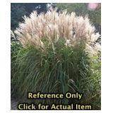 Lot of One: 2 gallon Miscanthus Pampas Grass