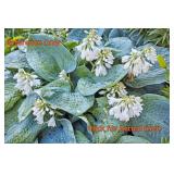 2 gallon Blue Angel Hosta