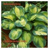 2 gallon Hosta Great Expectations