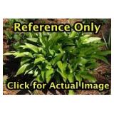 2 gallon Hosta Lancifolia