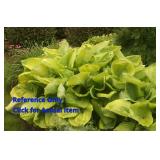 2 gallon Sum & Substance Hosta