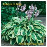 2 gallon Hosta Wide Brim