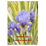 1.5 gallon Variegated Iris