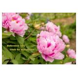 Lot of One: 2 gallon Bright Pink Peony
