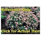 1.5 gallon Spirea Little Princess