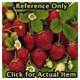 1 gallon Junebearing Strawberry, Lot of 2