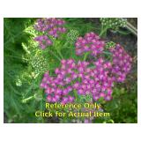 1.5 gallon Pink Yarrow