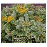 1 quart Sedum, Lot of 2