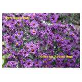1.5 gallon Purple Aster