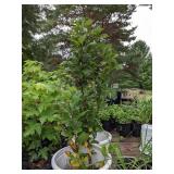 Lot of One: 3 foot Chokecherry