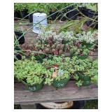 1 quart Sedum, Lot of 2