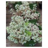 1 quart Sedum, Lot of 2