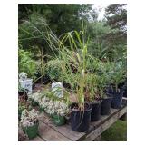 Lot of One: 2 gallon Miscanthus Pampas Grass