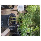 Lot of One: 2 gallon Bright Pink Peony