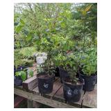 Lot of One: 2 - 2.5 foot Magenta Crabapple