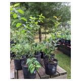 Lot of One: 2 - 2.5 foot Magenta Crabapple