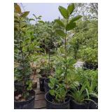 Lot of One: 2.5 - 3 foot Black Chokeberry
