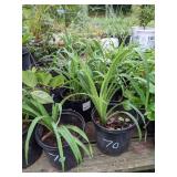 1.5 gallon Assorted Daylily