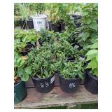 1.5 gallon Purple Aster