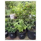 Lot of One: 1 - 1.5 ft. Nanking Cherry