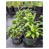 2 gallon Hosta Lancifolia