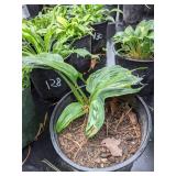 2 gallon Blue Angel Hosta