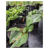 2 gallon Blue Angel Hosta