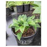 2 gallon Blue Cadet Hosta