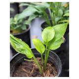 2 gallon Sum & Substance Hosta