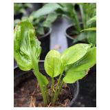 2 gallon Sum & Substance Hosta