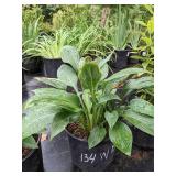 2 gallon Hosta Wide Brim
