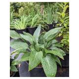 2 gallon Hosta Wide Brim