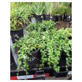 1.5 gallon Vinca (Periwinkle) Lot of 2