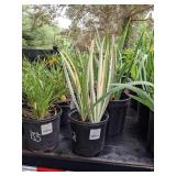 1.5 gallon Variegated Iris