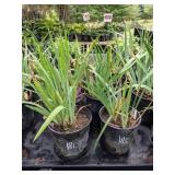 2 gallon Purple/White Bearded Iris