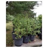 Lot of One: 1.5 - 2.5 foot Norway Spruce
