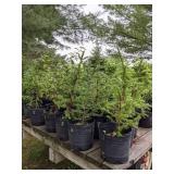 Lot of One: 1.5 - 2.5 foot Norway Spruce