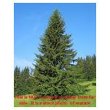 Lot of One: 1.5 - 2.5 foot Norway Spruce