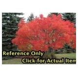 Lot of One: 1 foot Amur Maple