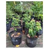 Lot of One: 1 foot Amur Maple