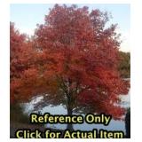 Lot of One: 2 - 2.5 foot Red Maple