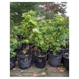 Lot of One: 2 - 2.5 foot Red Maple